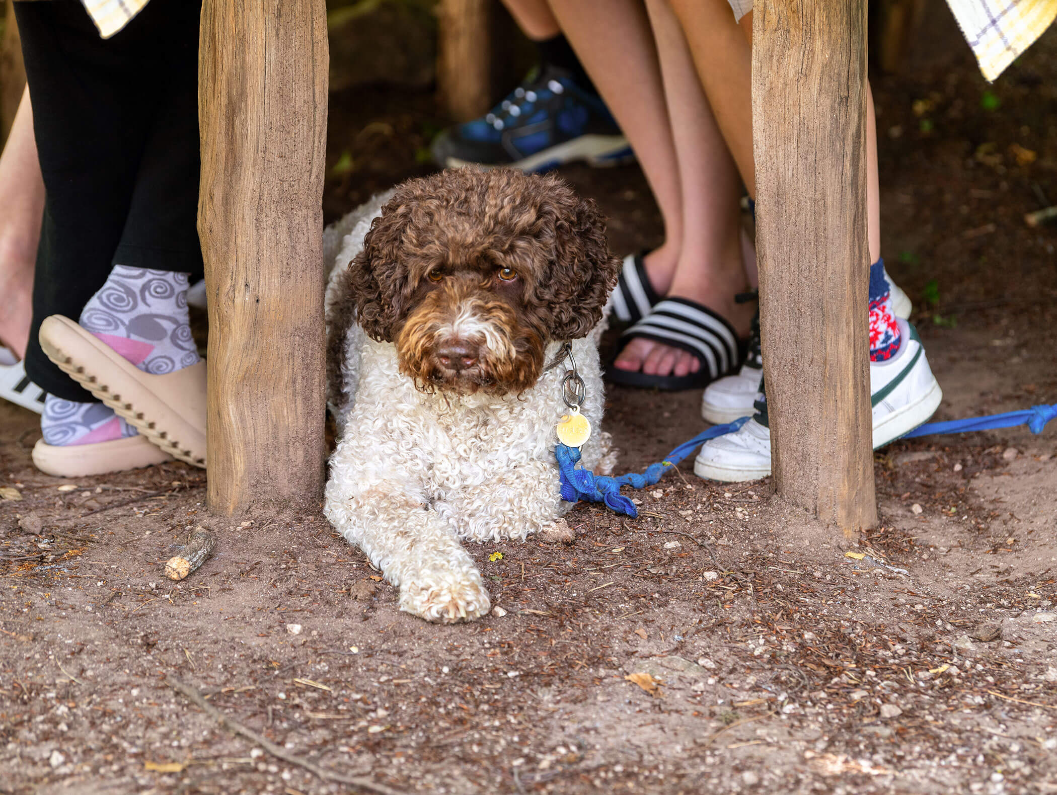 Ein gelockter Hund liegt im Dreck unter einem Tisch, um den herum die Beine und Füße mehrerer Menschen zu sehen sind. - Wandergasthof Steinegger