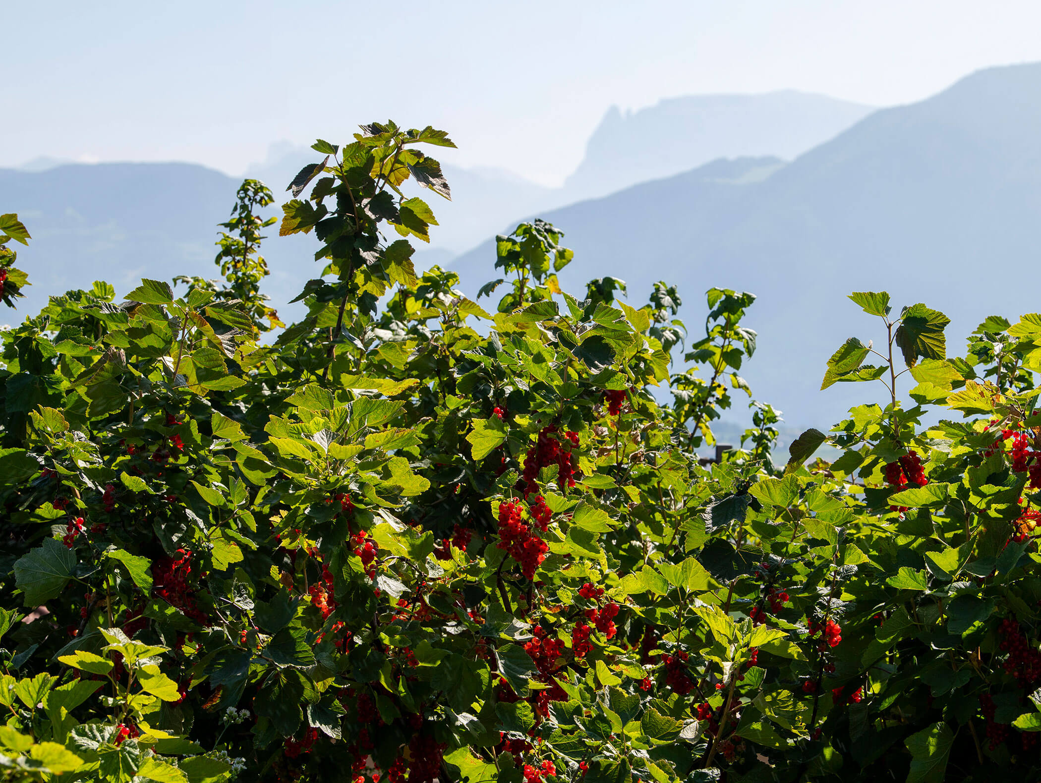 Bushes with clusters of red berries in sunlight, mountains blurred in the background. - Wandergasthof Steinegger