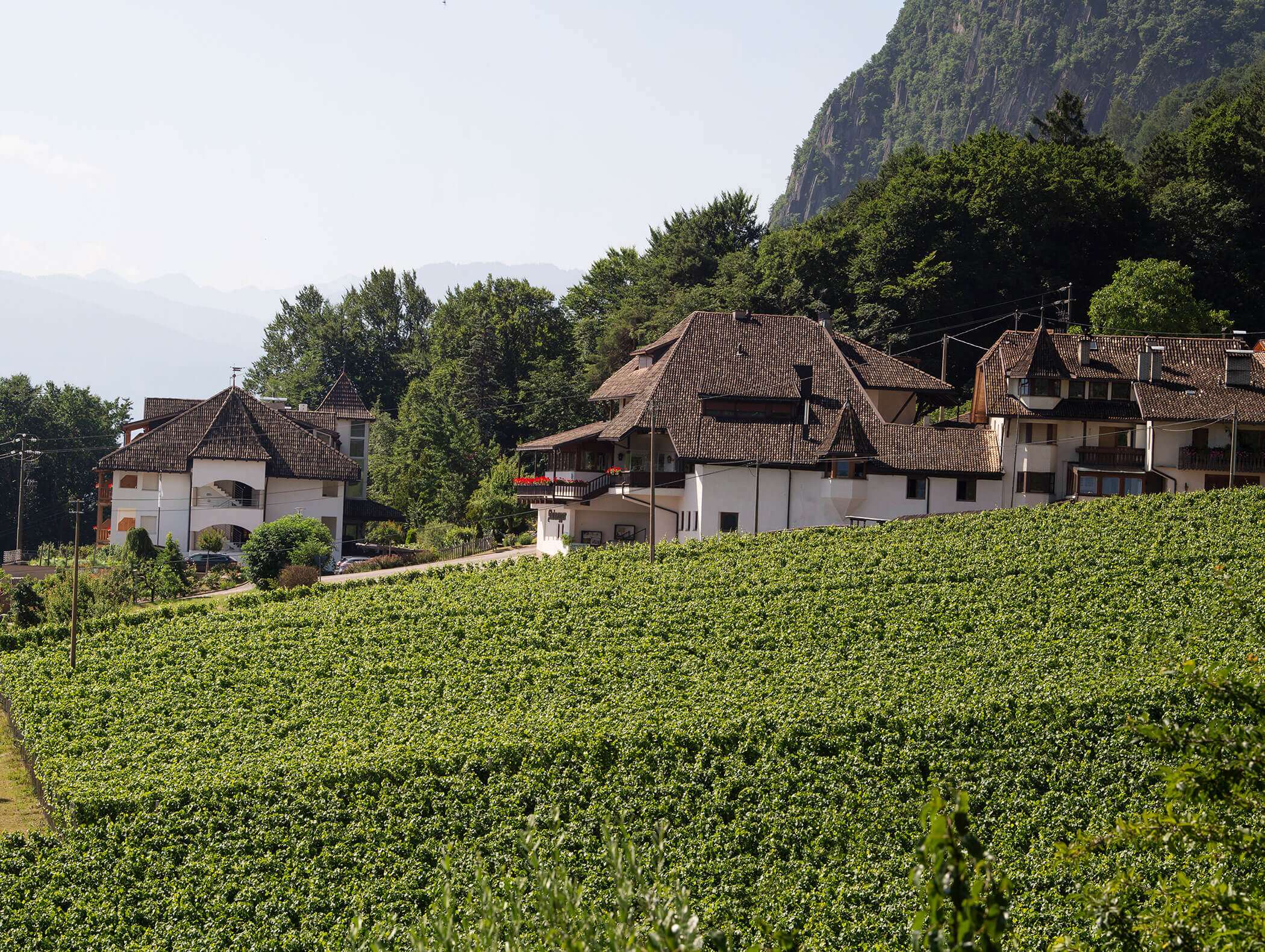 Traditional houses with sloped roofs beside green vineyards and forested mountains under a clear sky. - Wandergasthof Steinegger