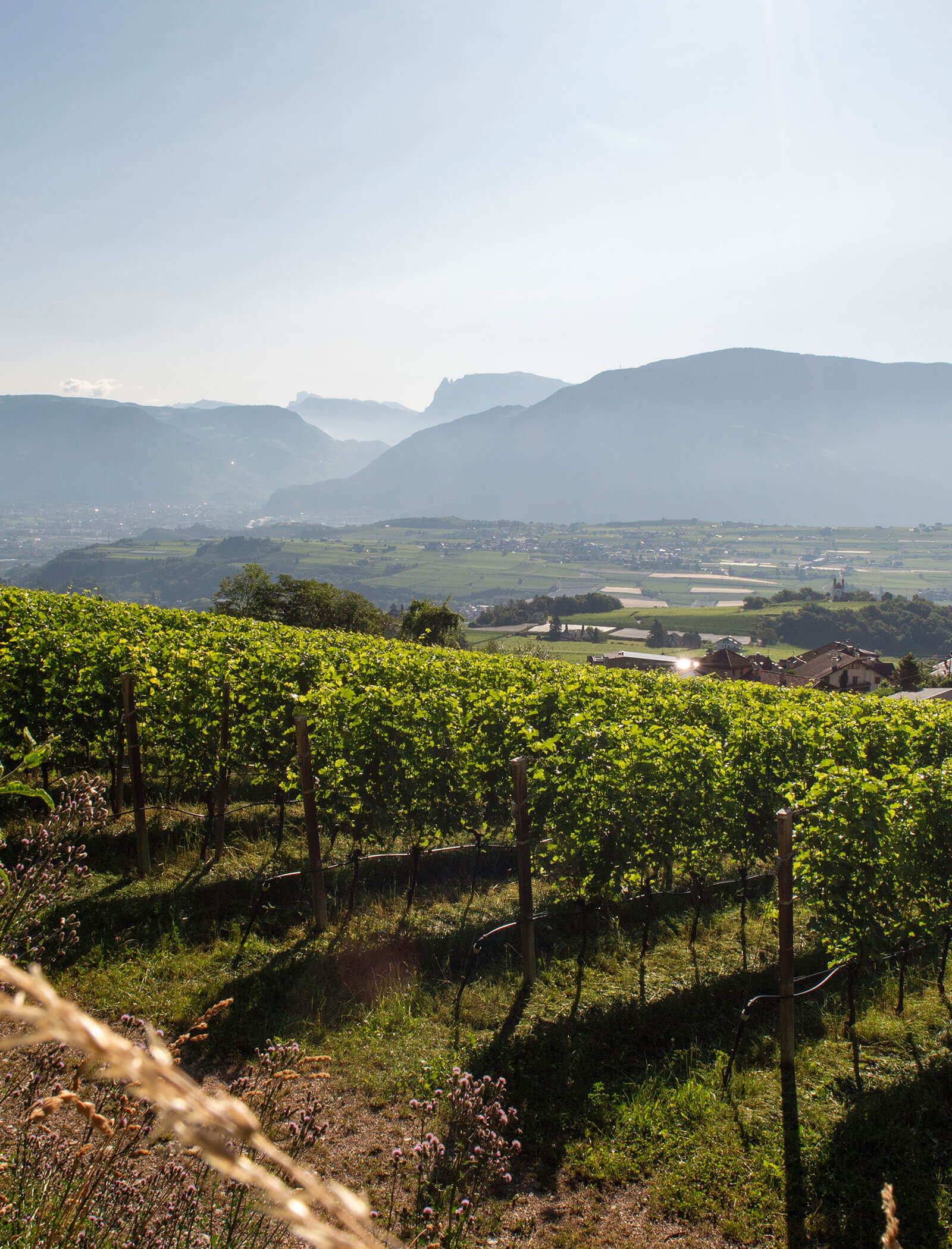 Weinberg an einem sonnigen Hang mit Bergen und Feldern in der dunstigen Ferne. - Wandergasthof Steinegger