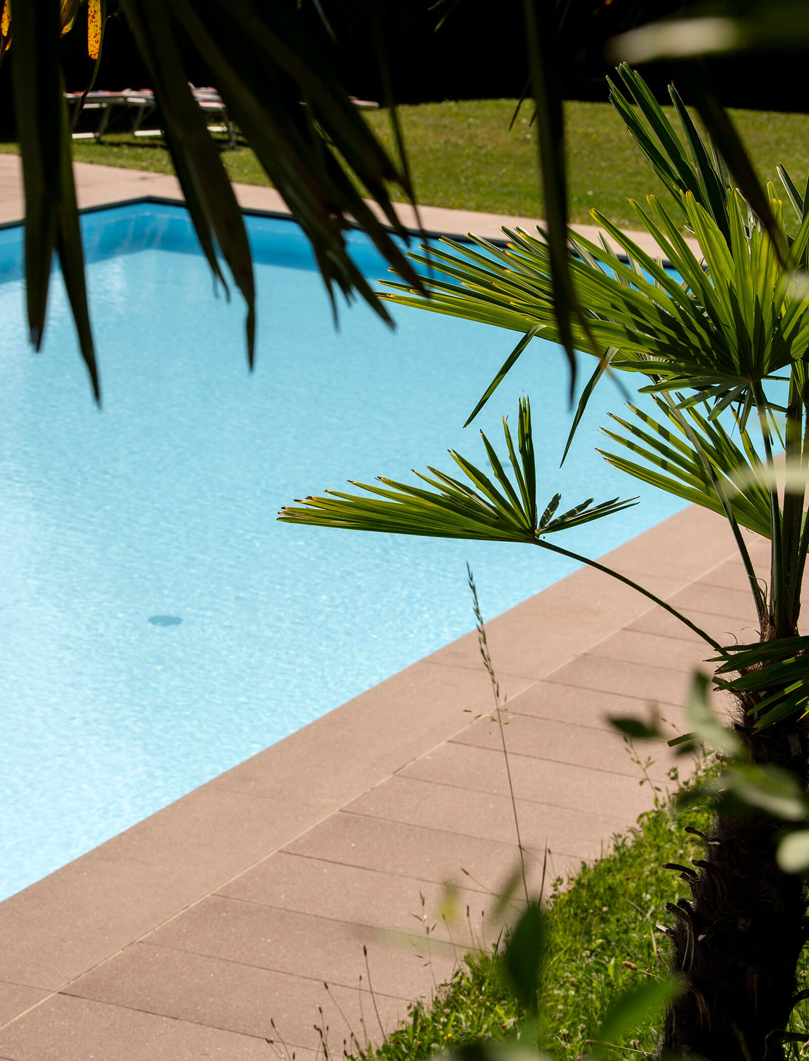 Palm leaves frame a bright outdoor swimming pool with clear blue water and a stone walkway. - Wandergasthof Steinegger