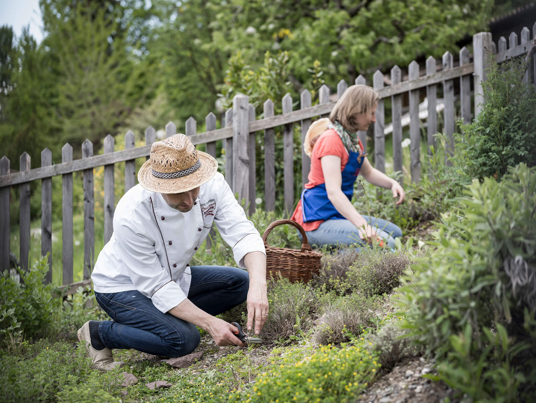 A man and a woman pick herbs in a garden next to a wooden fence on a sunny day. - Wandergasthof Steinegger