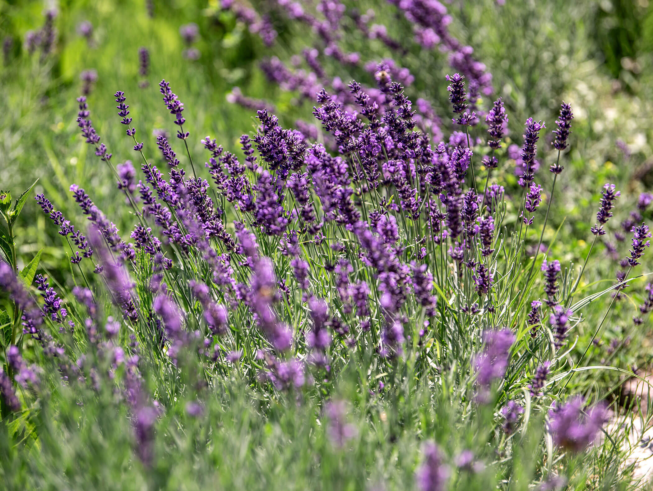 Lavender plants with clusters of purple flowers growing in a sunlit, green garden. - Wandergasthof Steinegger
